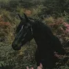 6hf_r
