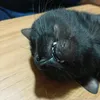 mimisinderchikito