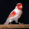 bozcanary