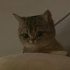 mydemongato