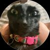 silly_kitty000