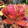 rumahbromeliadlabis