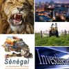 investir.au.senegal