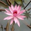 akrisna_familyofficial