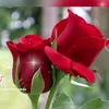 user8609269797206