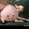 hvisibitoinet