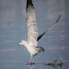 gull49751