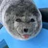 baby_harp_seals