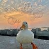 the_realduckling