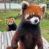 red_panda666