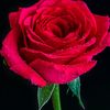 khan.afridi8886