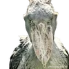 estourindobro