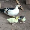 pai.filho.dia.a.d