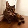 energycatx