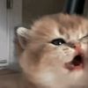 iwazzl