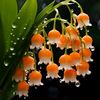 neang_570