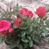 rg26561