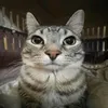 catmeme_boi