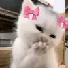 zahraa_1365