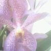 fifi67585