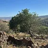 sikarfa