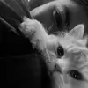 hich_335
