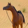 abbasmajid45