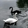 thzchw
