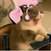 me0wlady