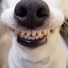 honglinhphml