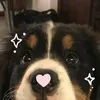 ta_bodee