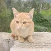 chibietbaothoi