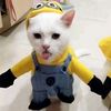 nyein.nancy