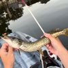banginfish