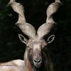 markhor...markhor