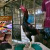 fiki_tledor