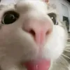 lilacflwz