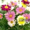 amro7237