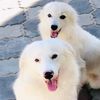 radhaish_2