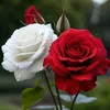 user4511928298467