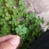 baoduyy256
