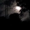 la.bestia.775