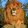 mignon36
