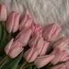 habiba.altanany