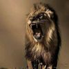 houssam.doson