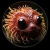 rambutan.niche.fruit