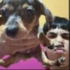 milo_jotou