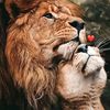 safa.mesbah