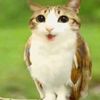 meowl_lover2