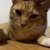 nettspendsbuttcrack